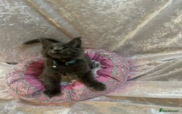 Maine Coon cats for sale: Beautiful GCCF reg Mainecoon kittens available  - Image 16