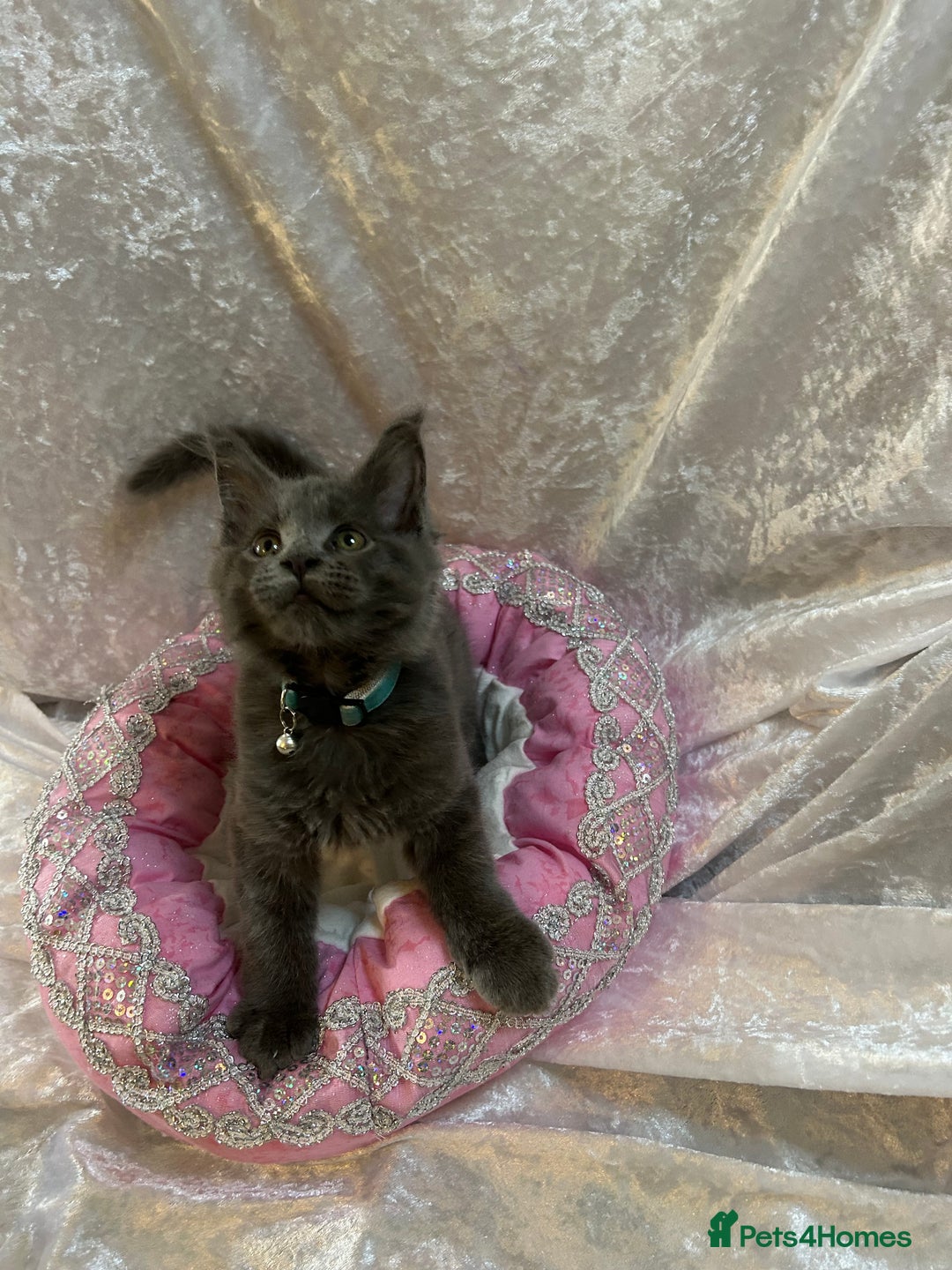 Maine Coon cats for sale: Beautiful GCCF reg Mainecoon kittens available  - Image 16