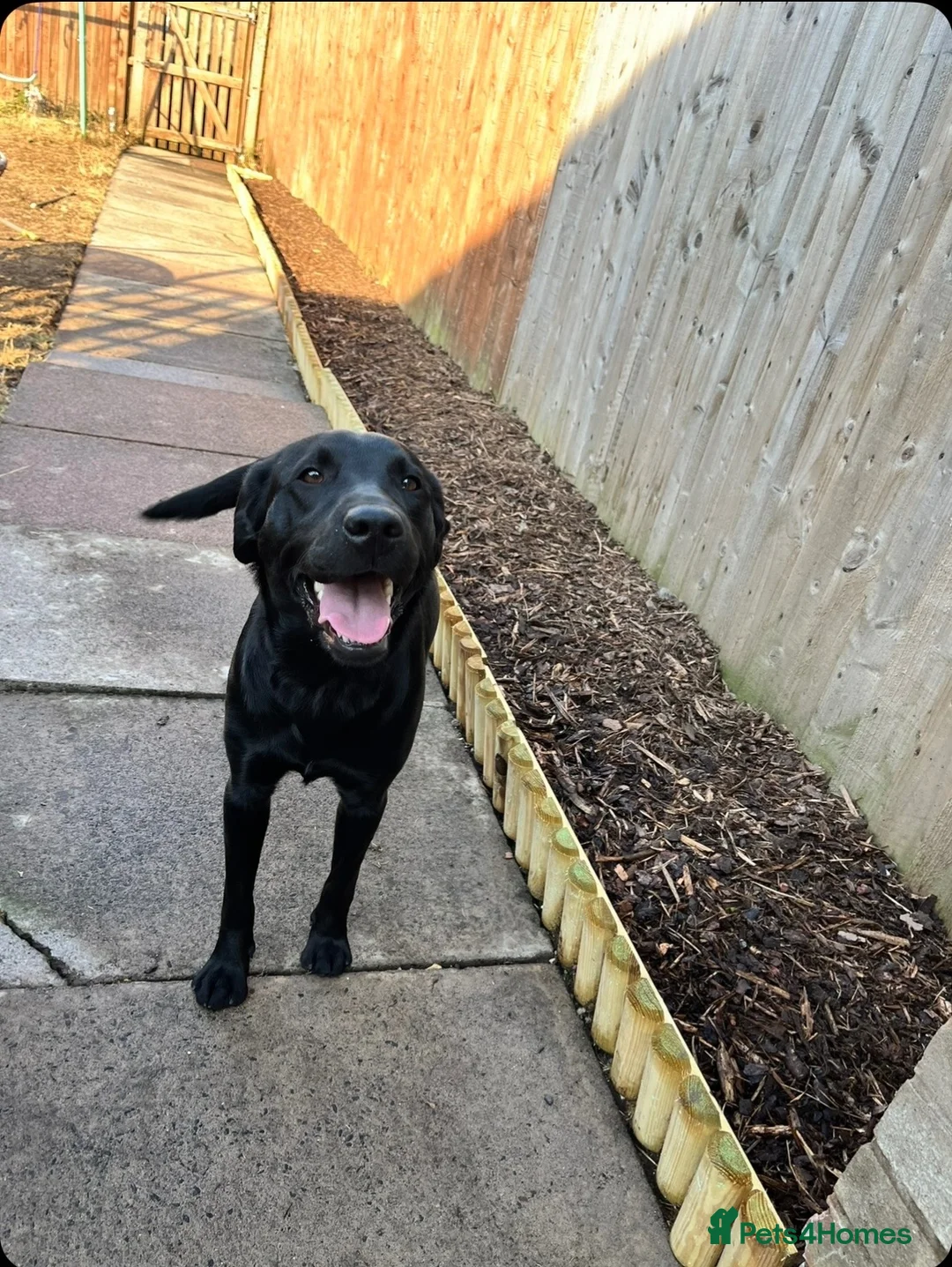 Labrador Retriever dogs for sale: Perfect litter of Labrador puppies - Advert 2