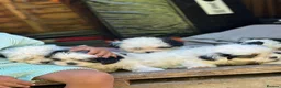Bichon Frise dogs for sale: 🐶 Beautiful Bichon Frise Puppies 🐶 - Advert 6