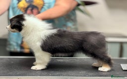 Australian Shepherd dogs for sale: Superbly Bred, Top Quality Pups - Advert 6