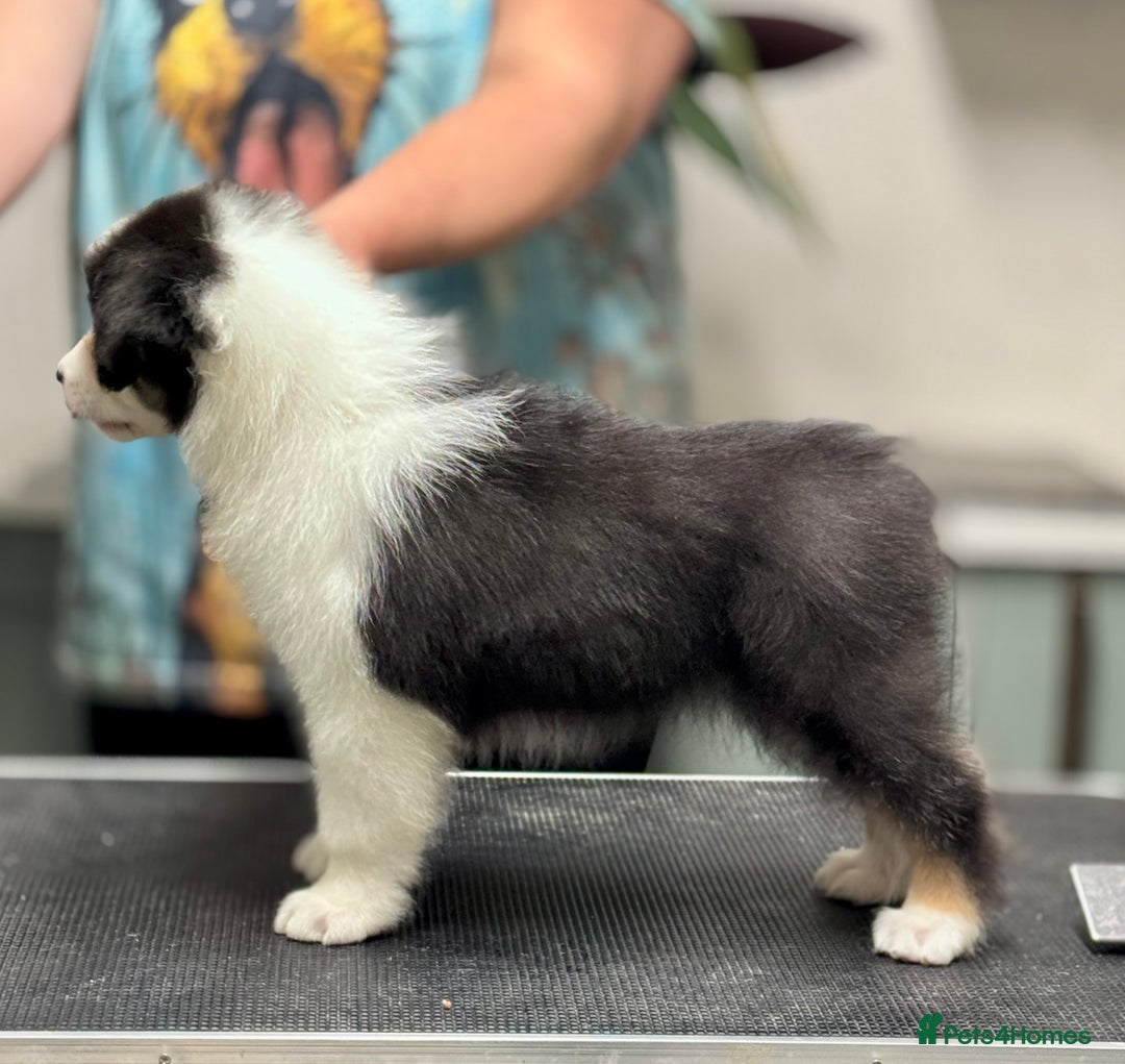 Australian Shepherd dogs for sale: Superbly Bred, Top Quality Pups - Advert 6