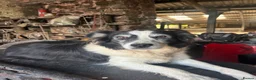 Mixed Breed dogs for sale: 🐾 Six Beautiful Welsh Border Collies 🐾 - Advert 27