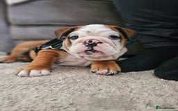 English Bulldog dogs for sale: English Bulldog  - Image 6