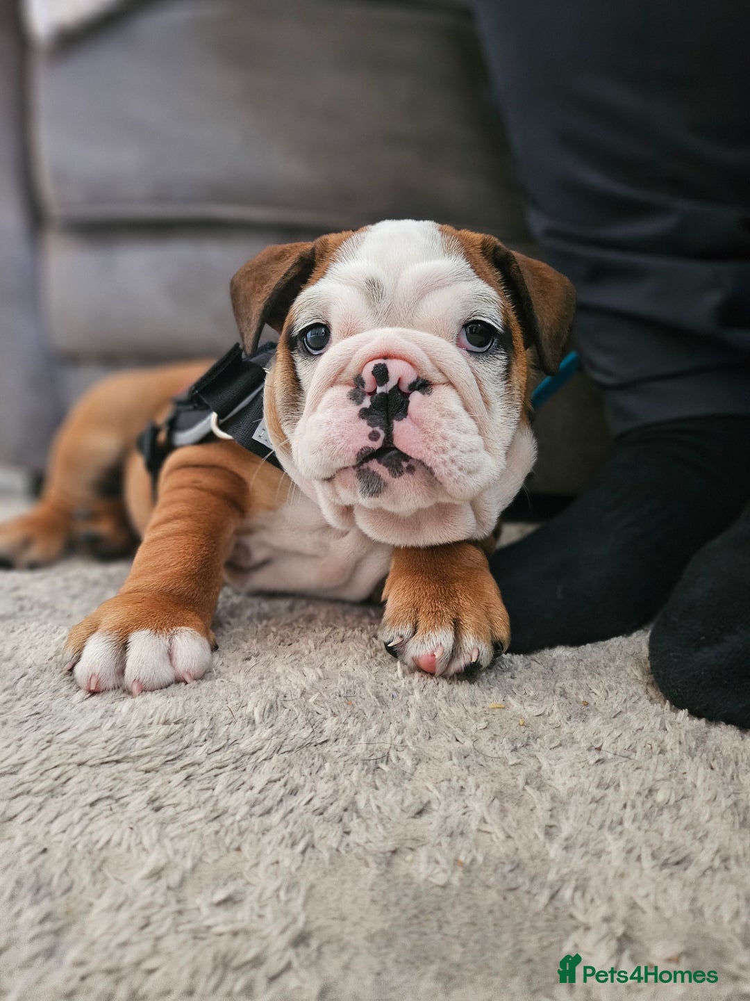 English Bulldog dogs for sale: English Bulldog  - Image 6