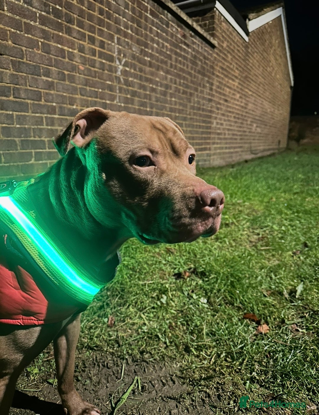 Mixed Breed dogs for sale: STAFFORDSHIRE X AMERICAN BULLY DOG 3YO URGENT - Advert 14