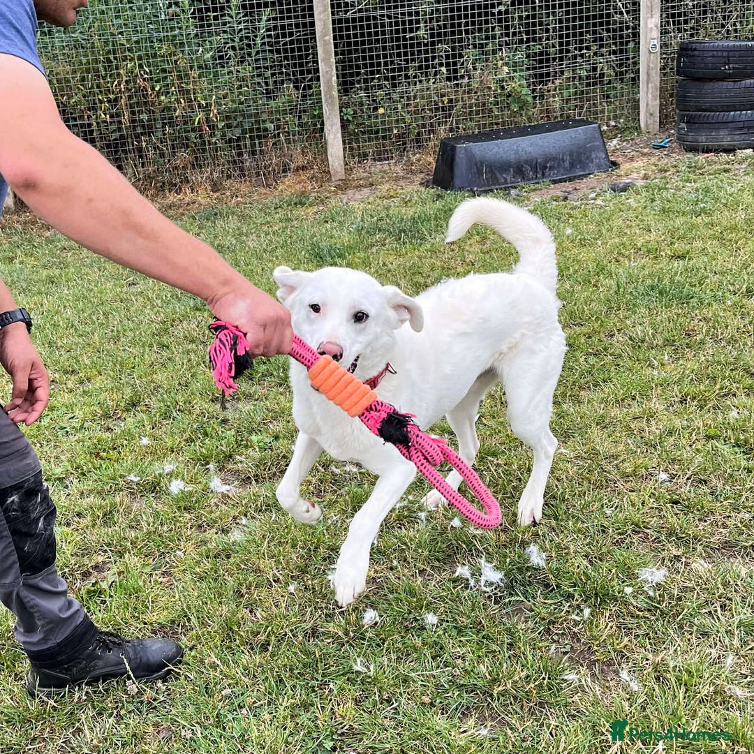 Mixed Breed dogs for adoption: DOUGIE - looking for an active guardian. - Image 24