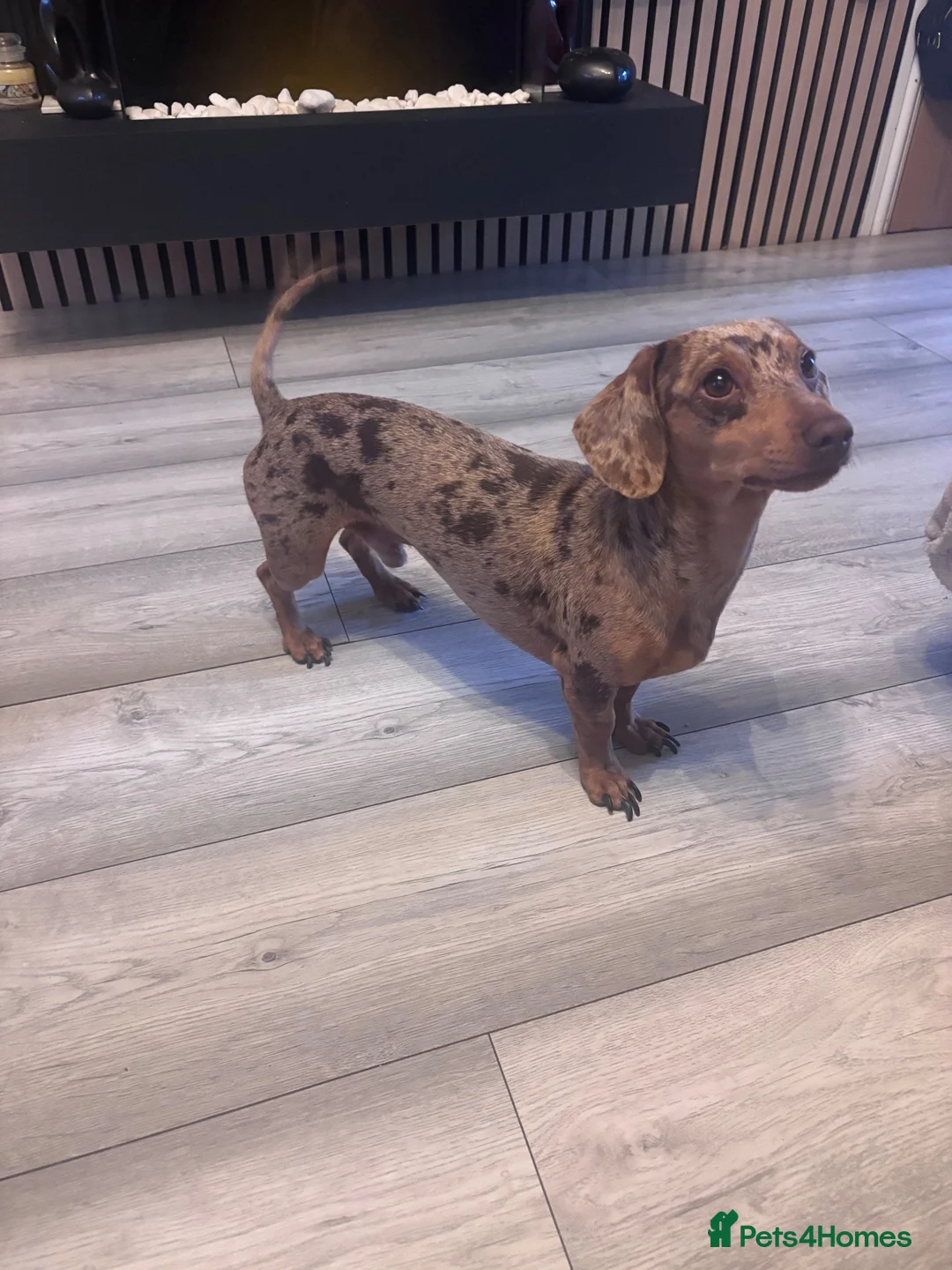 Miniature Dachshund dogs for stud: 🔥Dapple🔥Miniature Dachshund🔥KC reg🔥Proven Stud - Advert 2