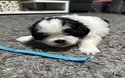Mixed Breed dogs for sale: 6 beautiful Shih Tzu/Pomerianian puppies !  - Image 14