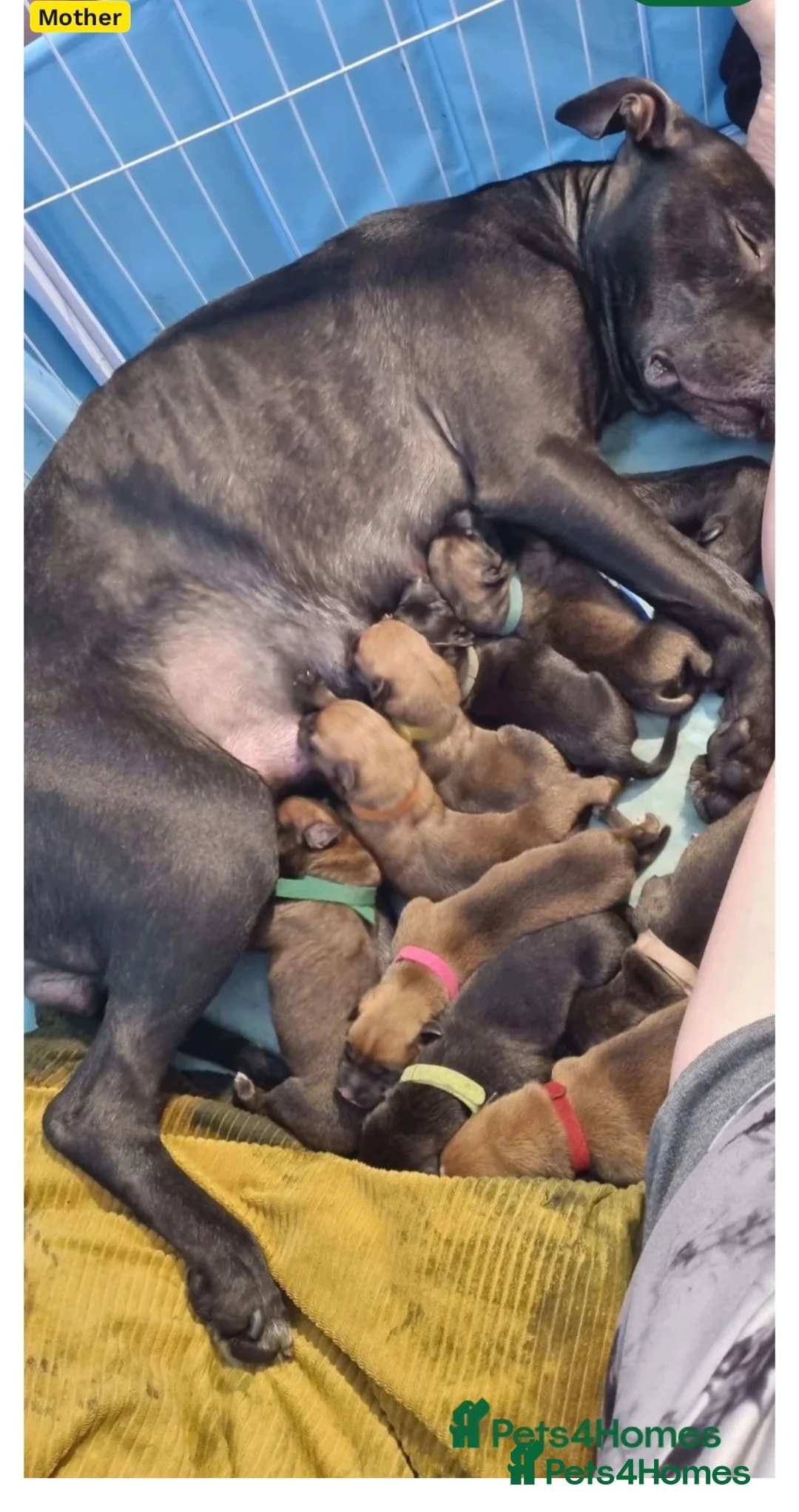 Mixed Breed dogs for sale: Urgent rehome needed  - Advert 6