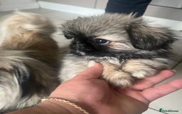 Pekingese dogs for sale: PEEKAPOM (Pekingese/Pomeranian) LAST GIRL LEFT - Image 7