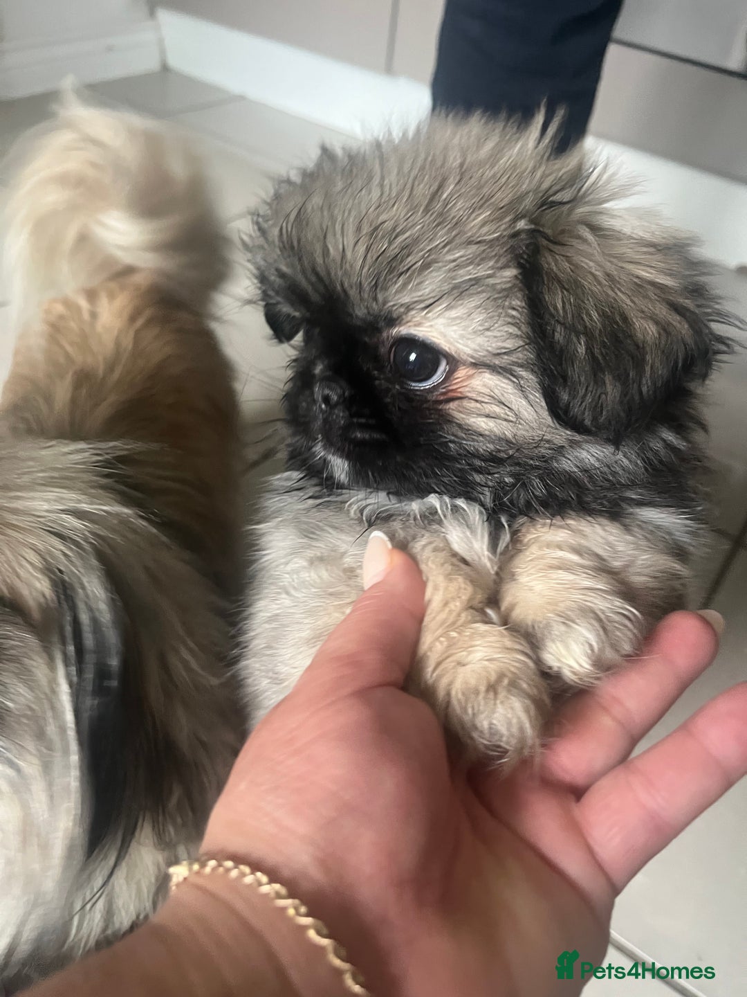Pekingese dogs for sale: PEEKAPOM (Pekingese/Pomeranian) LAST GIRL LEFT - Image 7
