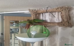 Conures birds for sale: 2 conures 1 silly tame 1semi tame  - Image 4