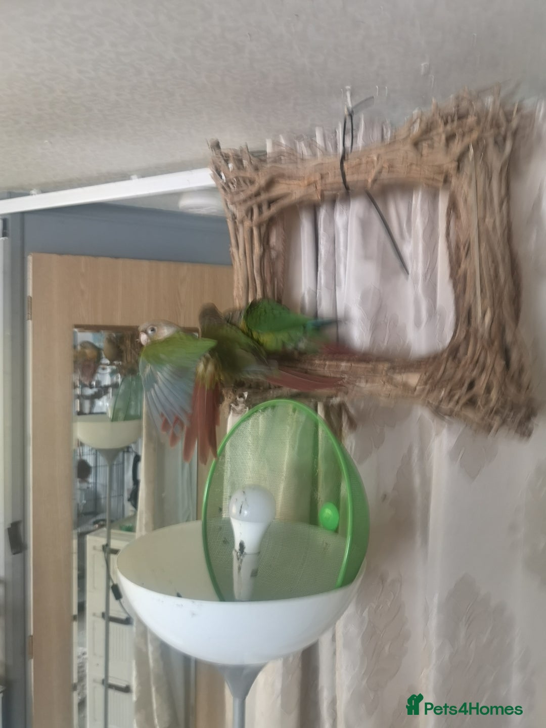 Conures birds for sale: 2 conures 1 silly tame 1semi tame  - Image 4