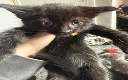 Mixed Breed cats for sale: mixed breed kittens for sale - Image 4