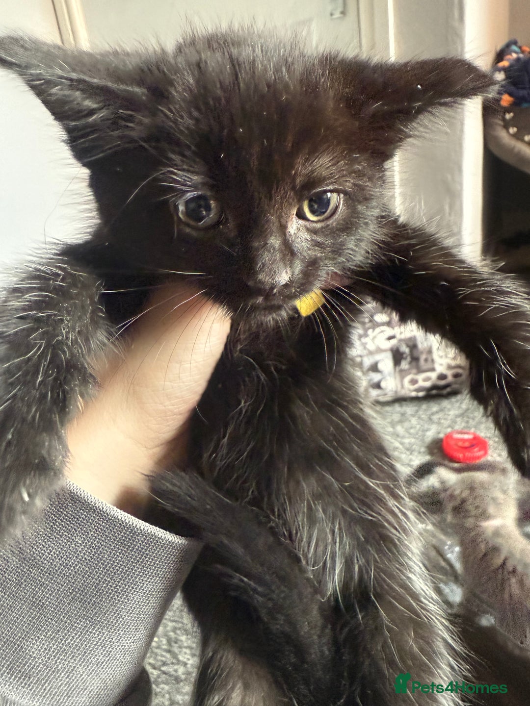Mixed Breed cats for sale: mixed breed kittens for sale - Image 4