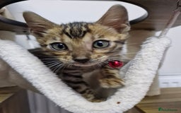 Bengal cats for sale: TICA Genetic & Health Tested Bengal Kittens  - Image 6