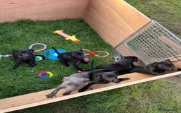 Whippet dogs for sale: 🐾 KC Registered Black Whippet Puppies 🐾 - Image 15