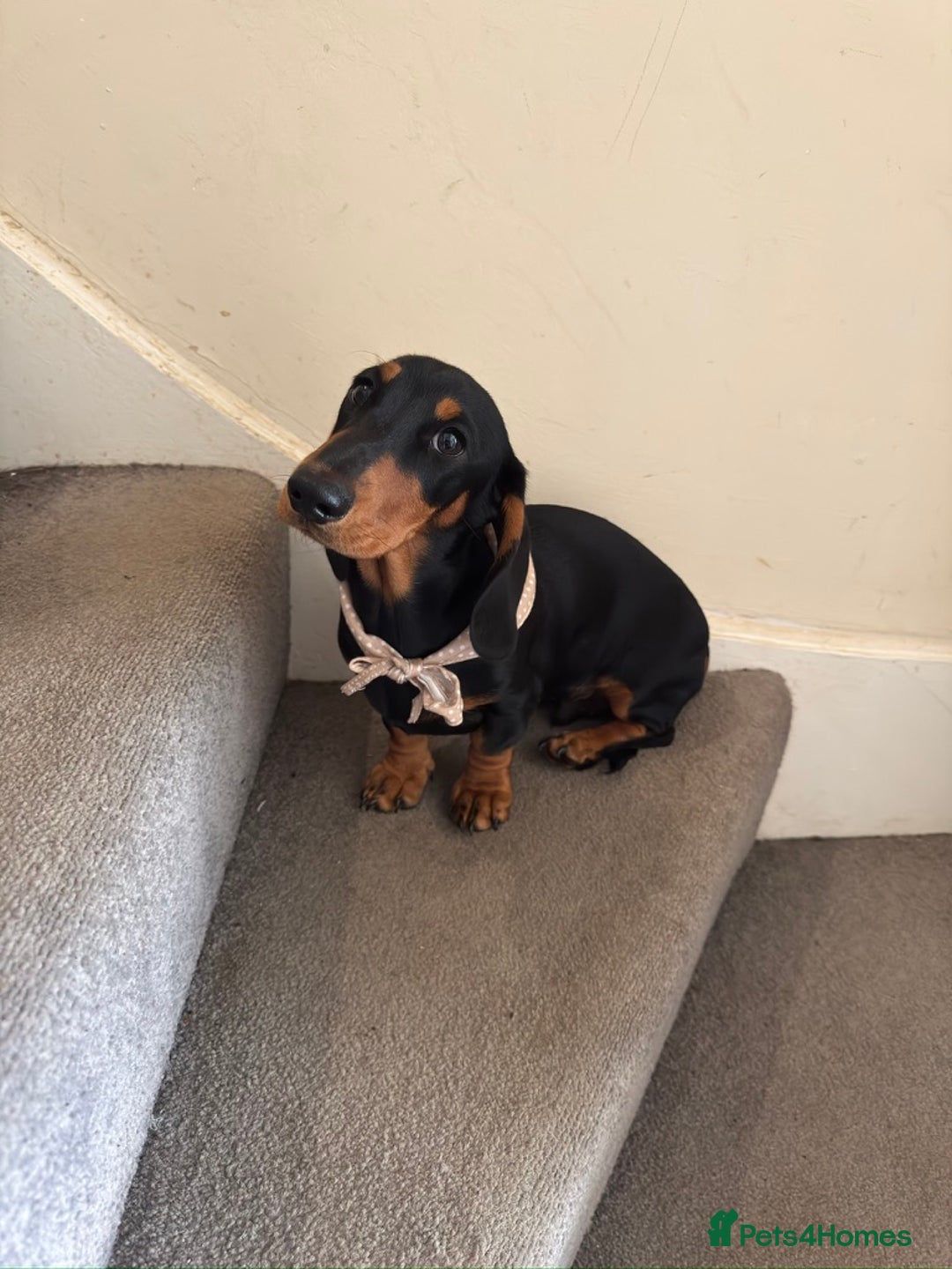 Miniature Dachshund dogs for sale: Black-and-Tan Mini Dachshunds—Homes Needed Urgent - Advert 11