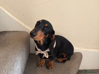 Miniature Dachshund dogs Black-and-Tan Mini Dachshunds—Homes Needed Urgent - Advert 14