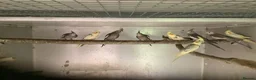Cockatiels birds for sale: 2026 Young cockatiels  - Advert 17