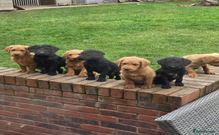 Labradoodle dogs - Advert 2