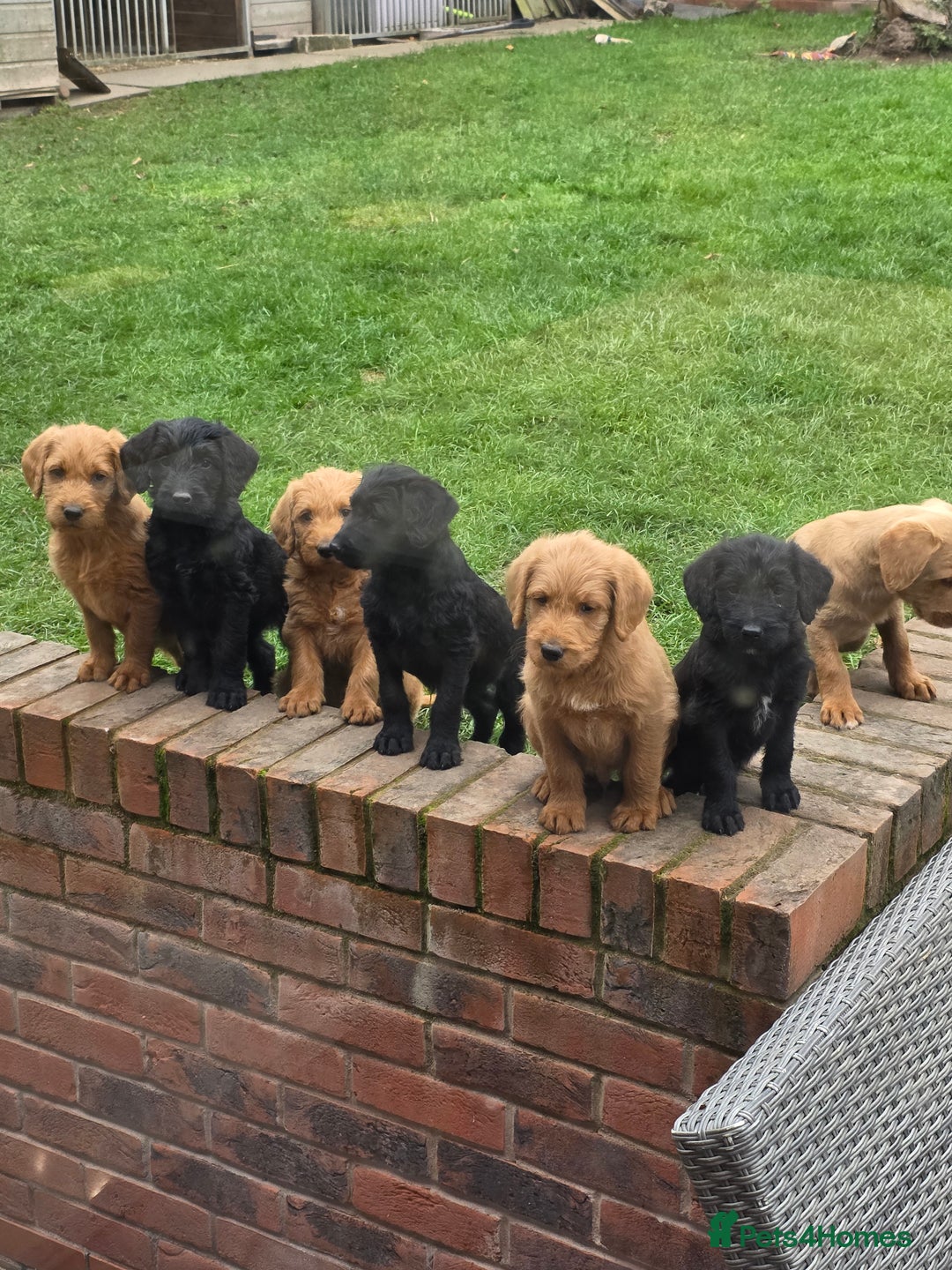Labradoodle dogs for sale: F1 labradoodles - Image 14