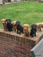 Labradoodle dogs - Advert 1