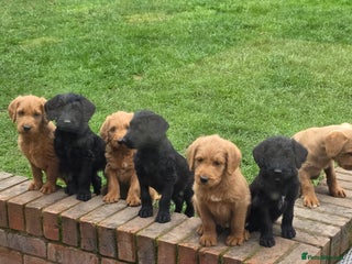 Labradoodle dogs - Advert 2