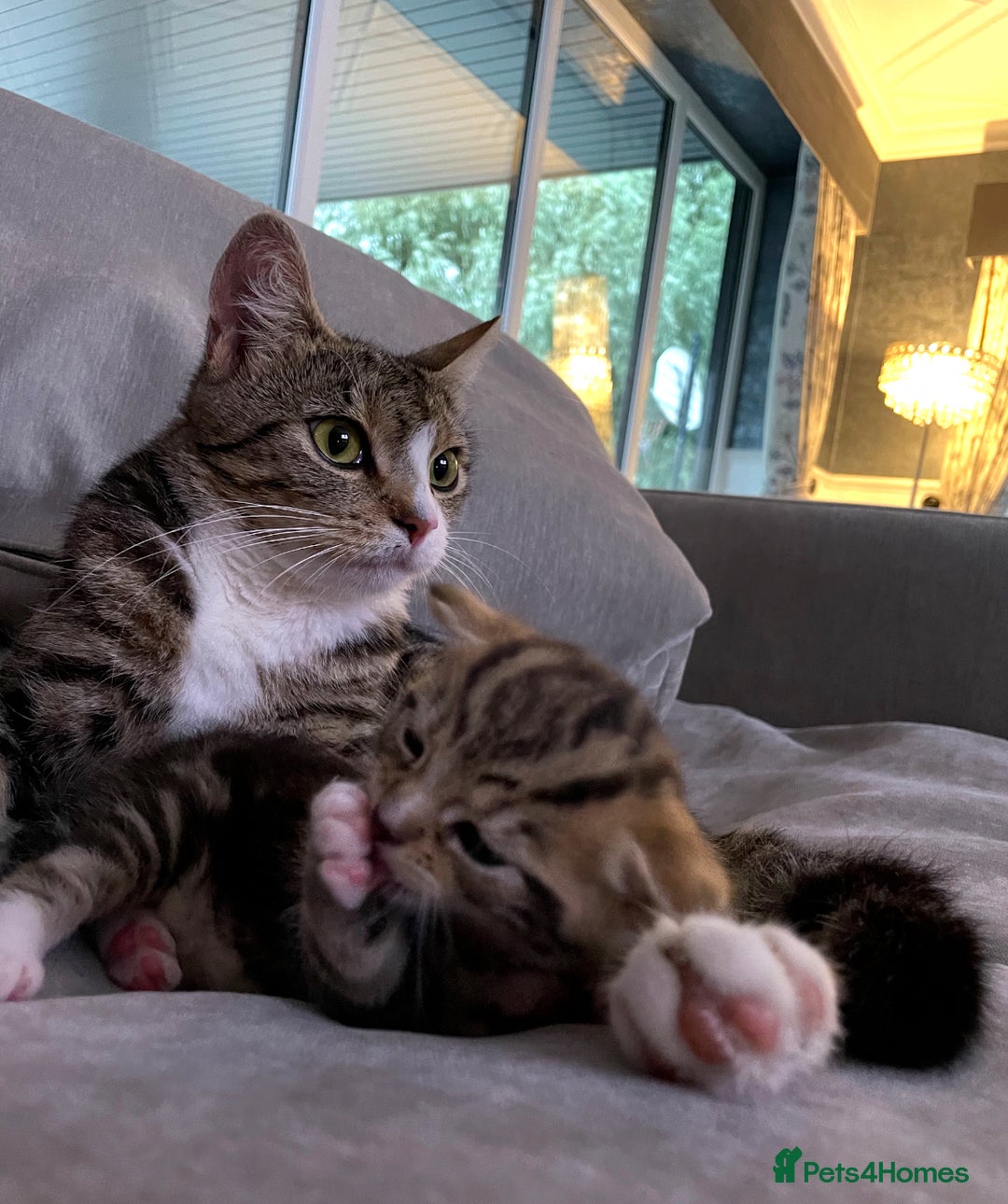 Mixed Breed cats for sale: Beautiful kittens for sale - Image 2