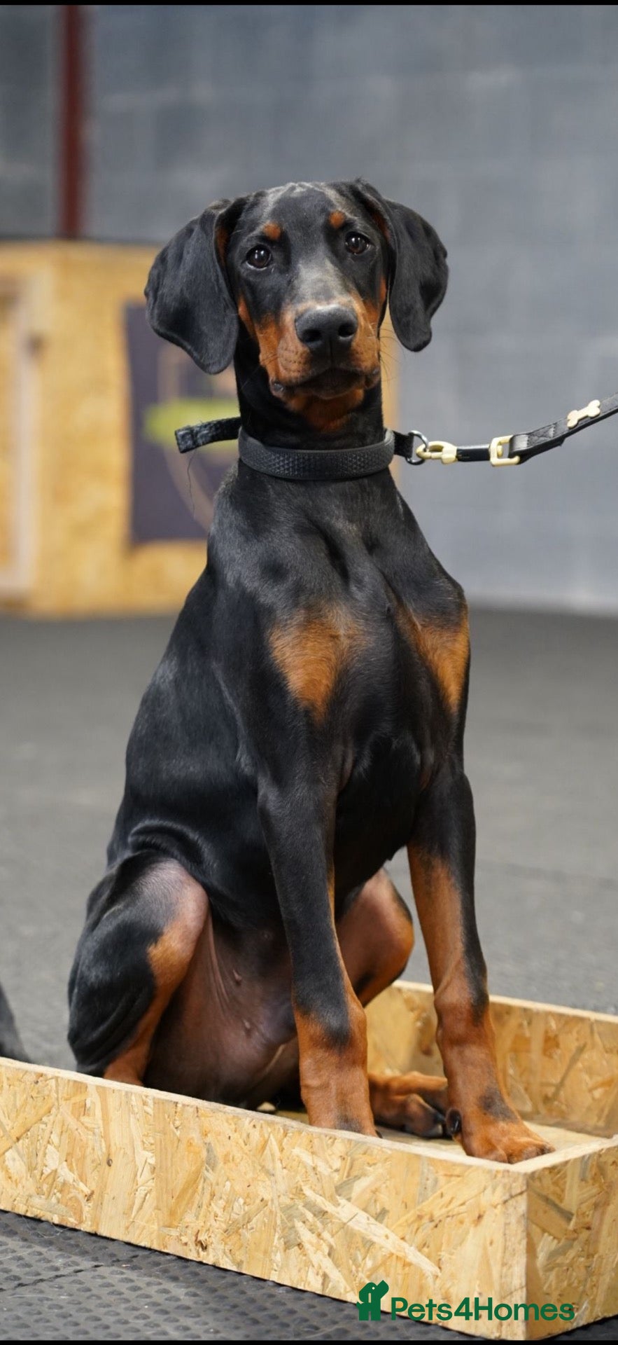 Dobermann dogs Male Doberman for sale - Advert 3