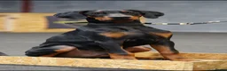 Dobermann dogs for sale: Male Doberman for sale - Advert 1