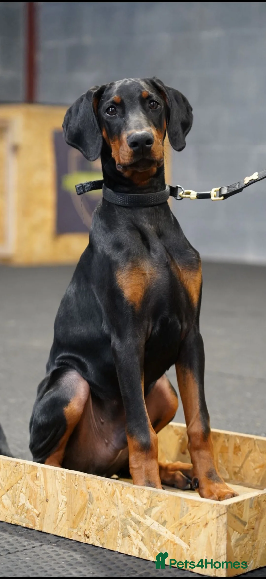 Dobermann dogs for sale: Male Doberman for sale - Advert 1