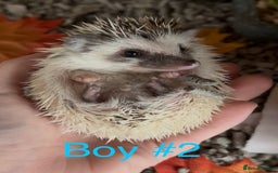 Pygmy Hedgehog rodents for sale: Male and female Pygmy hedgehogs ready to reserve - Image 7