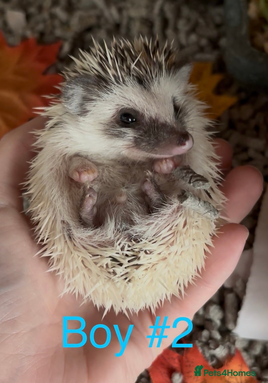 Pygmy Hedgehog rodents for sale: Male and female Pygmy hedgehogs ready to reserve - Image 7