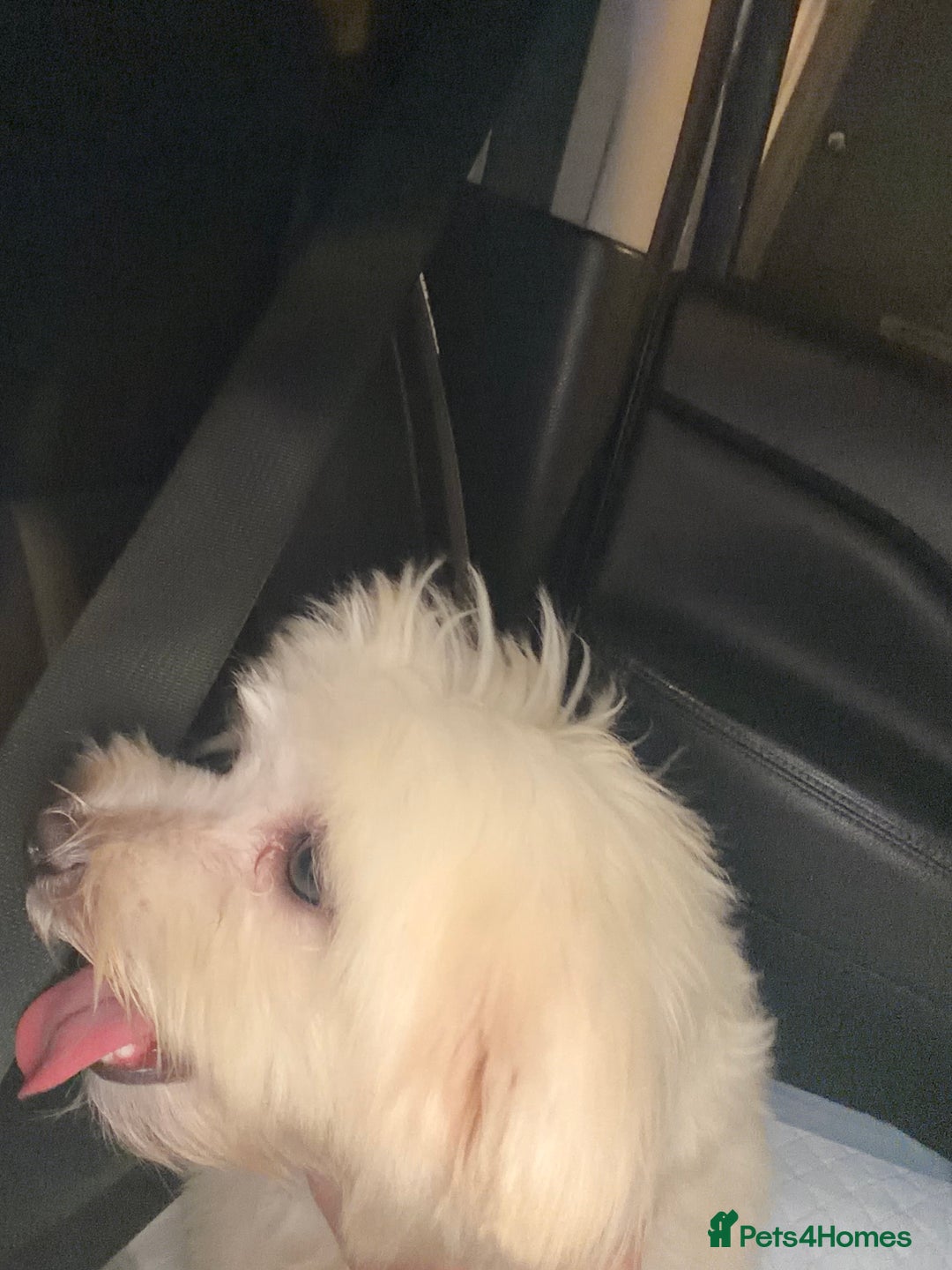 Malshi dogs for sale: Malshi boy  - Advert 2