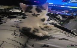 Mixed Breed cats for sale: Playful kittens  - Image 2