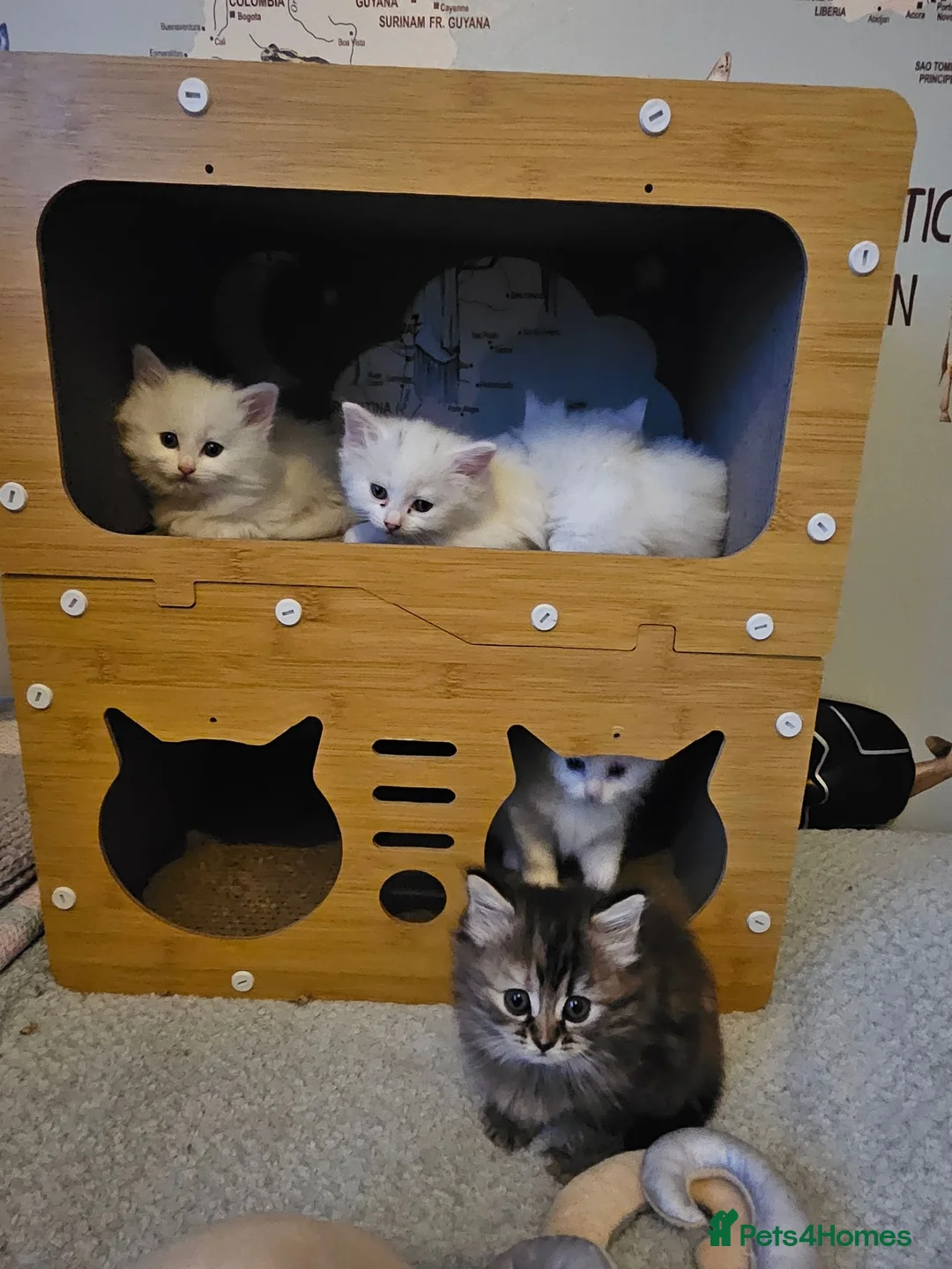 Turkish Angora cats for sale: Turkish Angora kittens  - Advert 5