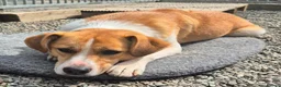 Mixed Breed dogs for adoption: Henry - In Ayr Looking for a home  - Advert 7