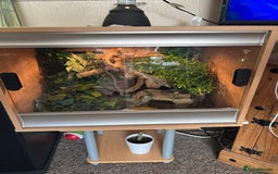 Gecko reptiles for sale: Crested Gecko - Image 3