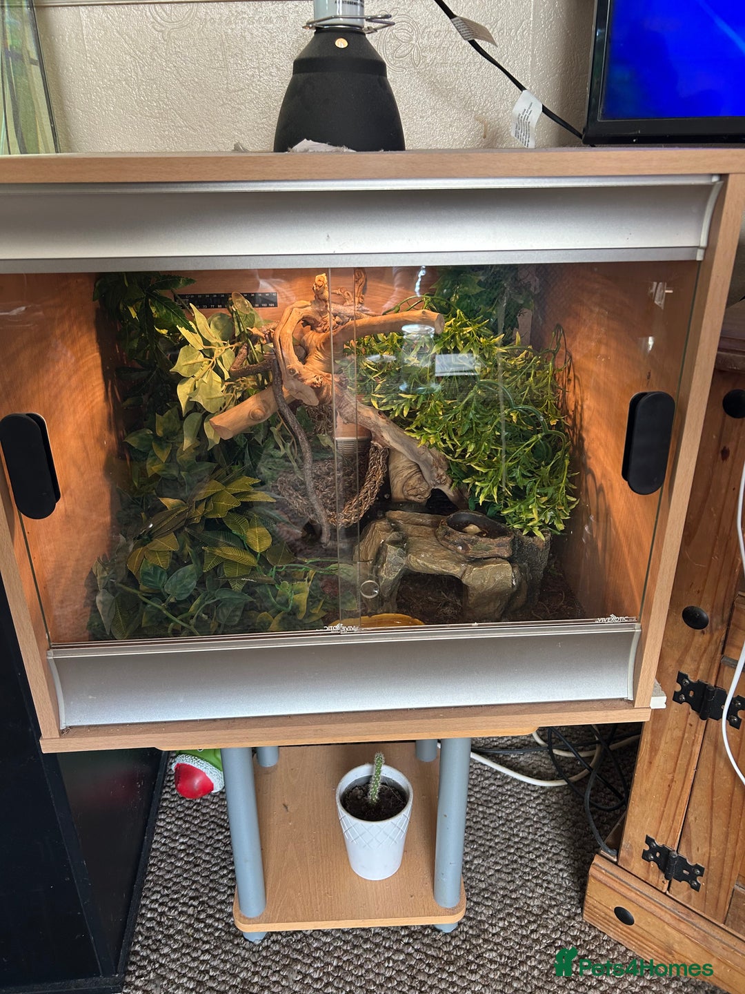 Gecko reptiles for sale: Crested Gecko - Image 3