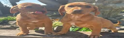 Labrador Retriever dogs for sale: Fox red Labrador  in Chichester - Advert 3