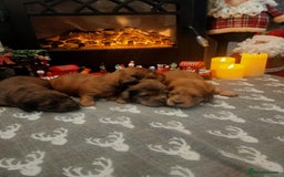 Miniature Dachshund dogs for sale: Miniature long haired daschunds  - Advert 5