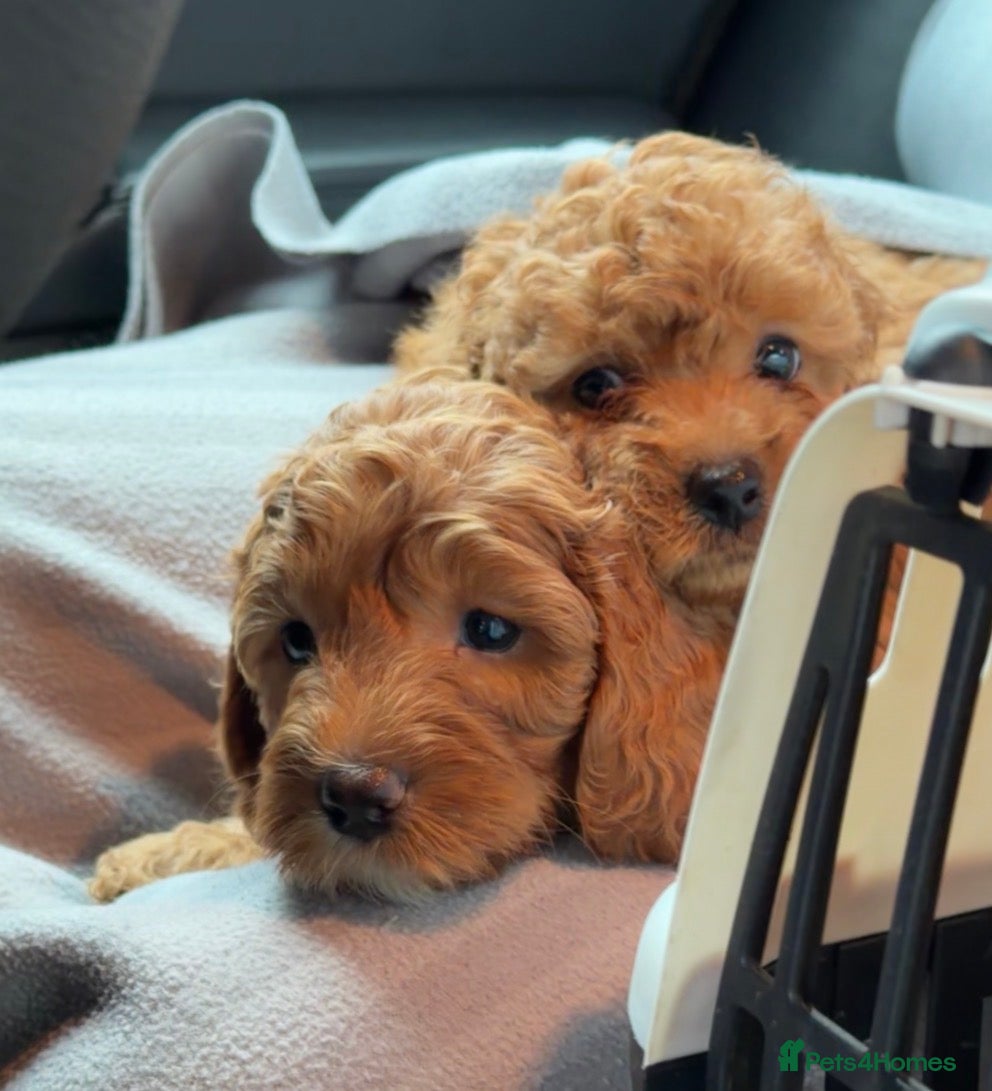 Cavapoo dogs Health Tested cavapoos- males-DNA tested parents - Advert 2