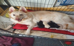 German Shepherd dogs for sale: German shepherd artic wolfdog puppies  - Image 1