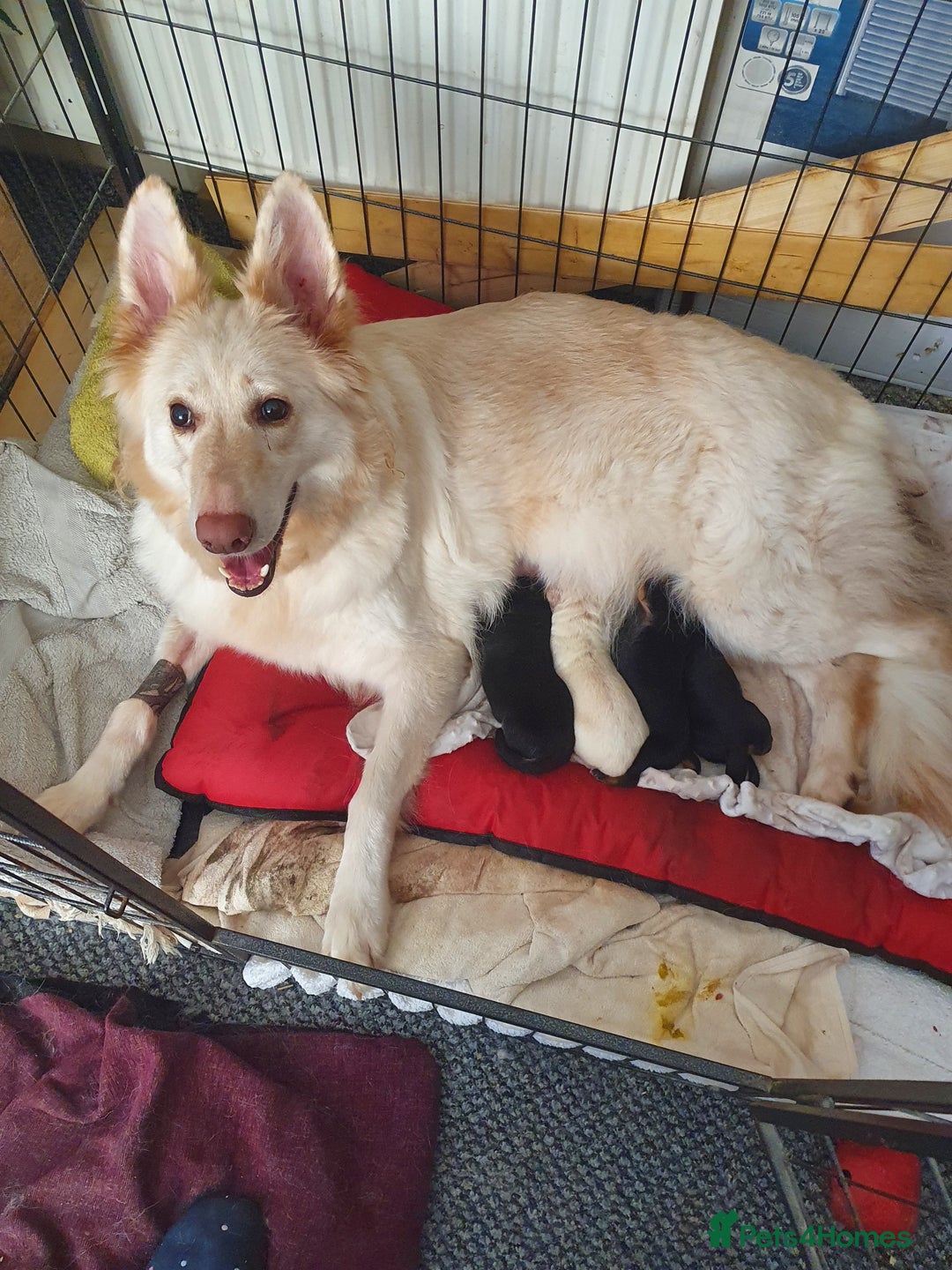 German Shepherd dogs for sale: German shepherd artic wolfdog puppies  - Image 1