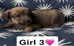 Mixed Breed dogs for sale: Bedlington whippet puppies - Image 19