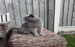 British Shorthair cats for sale: 🐾✨ Beautiful British Shorthair Cat Available ✨🐾 - Image 14