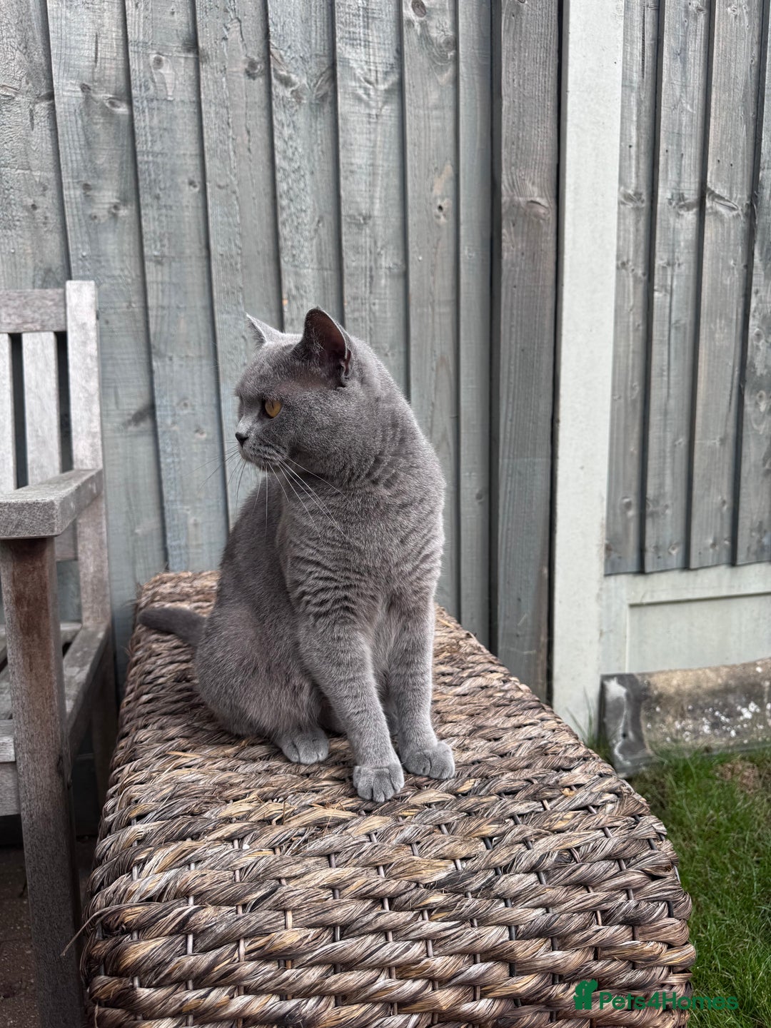 British Shorthair cats for sale: 🐾✨ Beautiful British Shorthair Cat Available ✨🐾 - Image 14