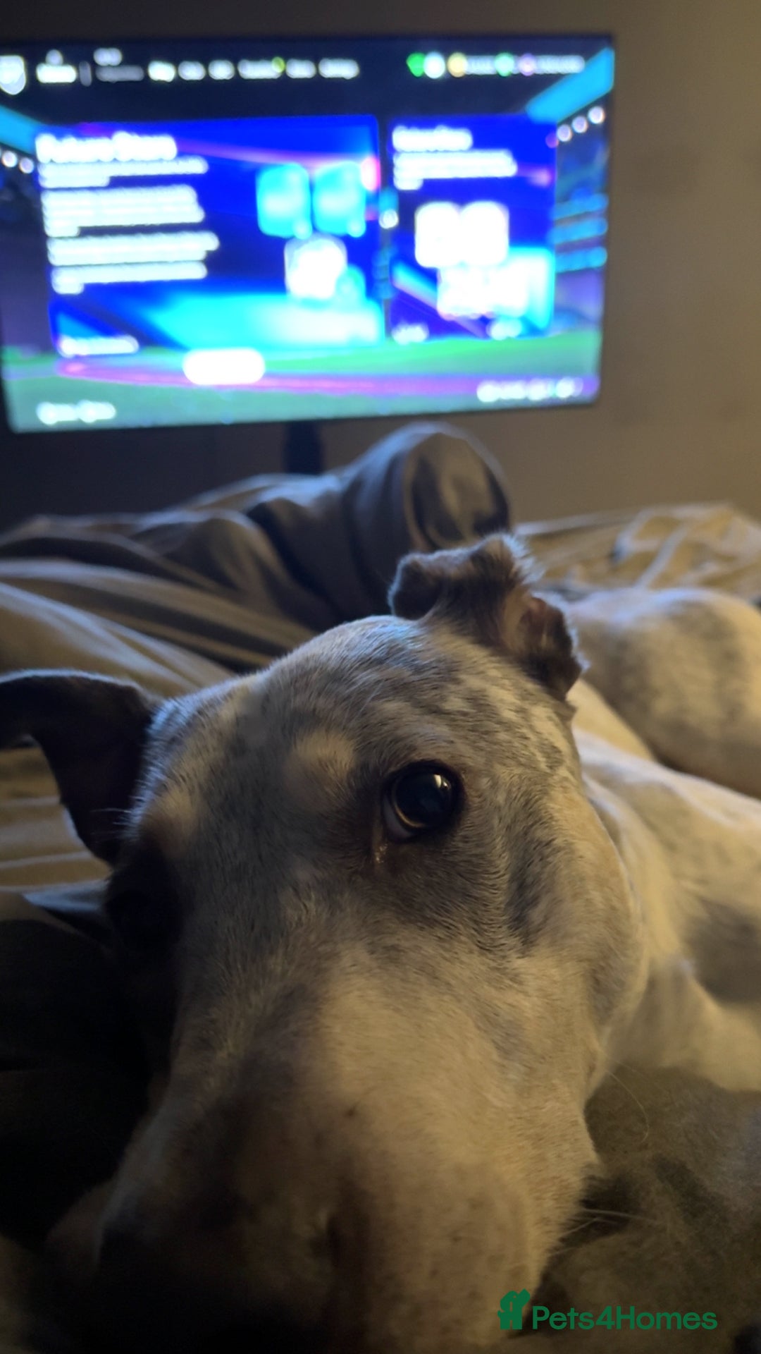 Mixed Breed dogs for sale: Australian cattle dog x whippet  - Advert 3